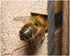 EF7A4215 Bee