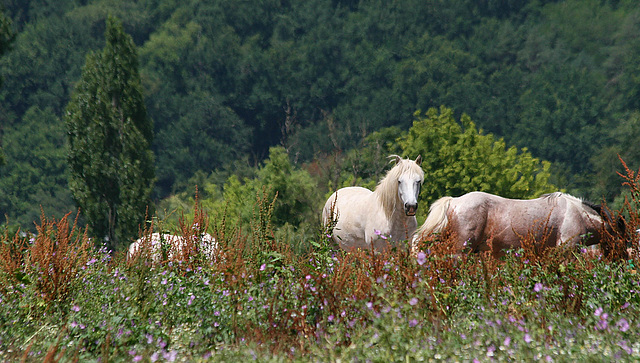 Chevaux dans la nature