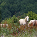 Chevaux dans la nature