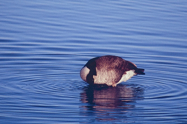 it's down there somewhere