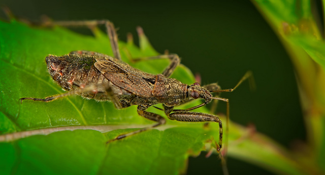 Die Baumsichelwanze (Himacerus apterus) auf Tour :)) The tree sickle bug (Himacerus apterus) on tour :)) La punaise faucille (Himacerus apterus) en tournée :))