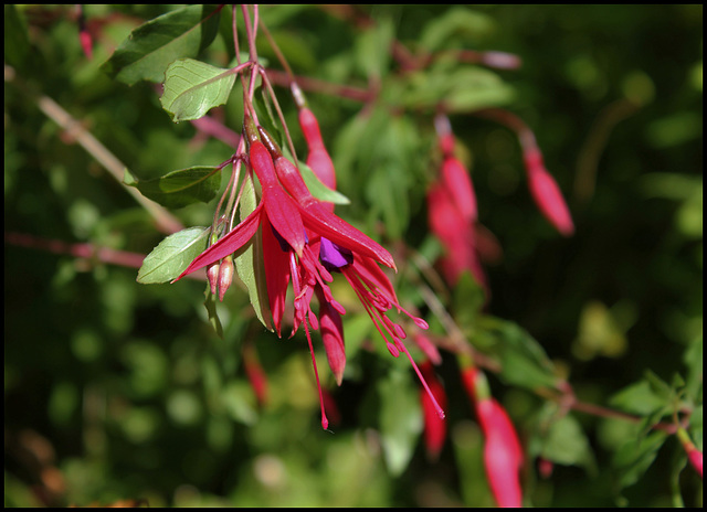 Fuchsia Riccartonii (5)