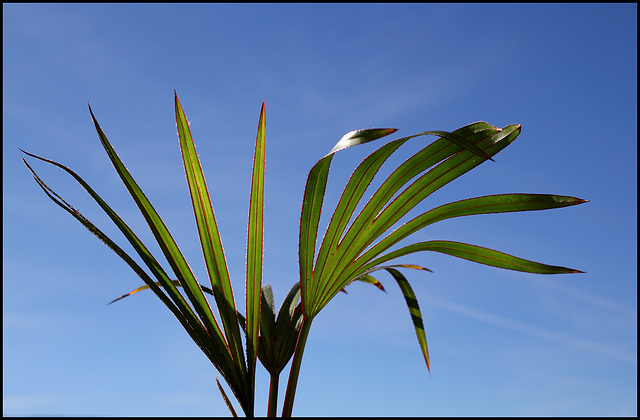 Latania lontaroides  (1)