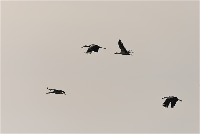 Ciconia ciconia, Cegonha branca, Voo