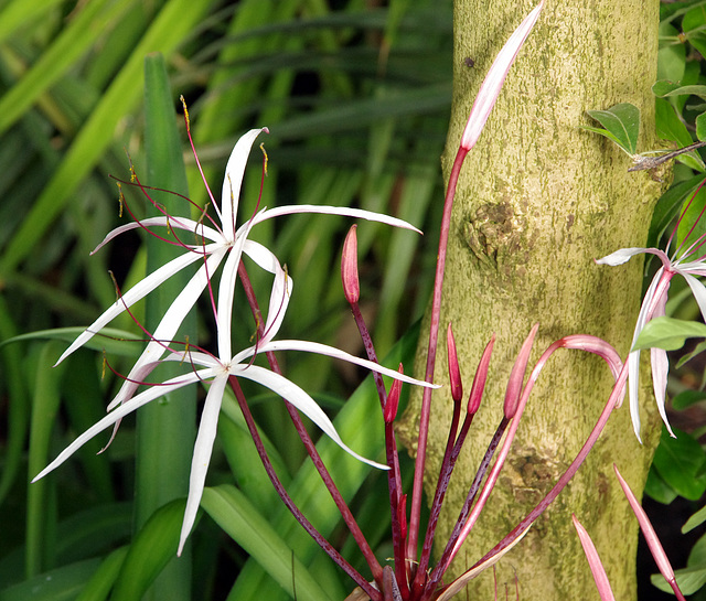 Ophiocolea floribunda