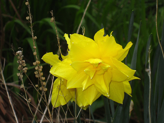 Beautiful daffodil