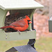 Northern Cardinal