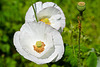 Papaver alpinum