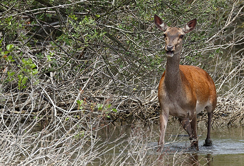 Biche déterminée