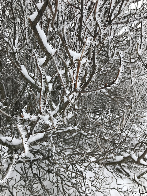 frosty trees