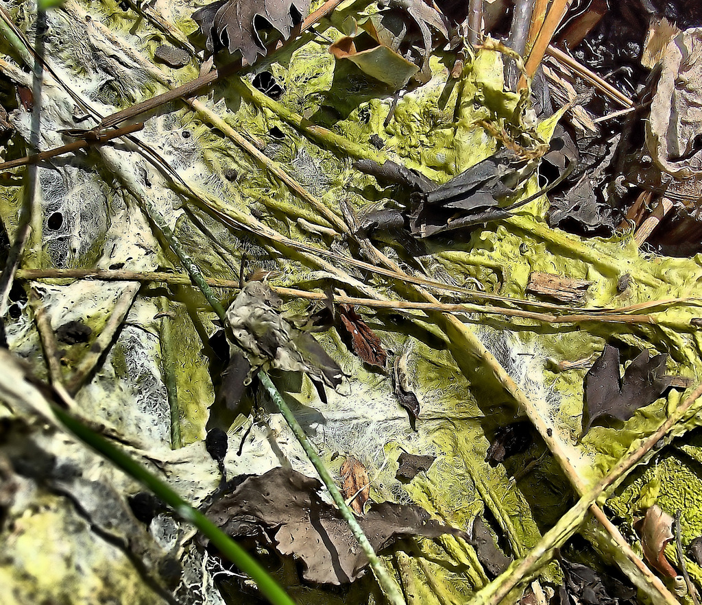 Flooded Woodland Drying Out