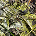 Flooded Woodland Drying Out