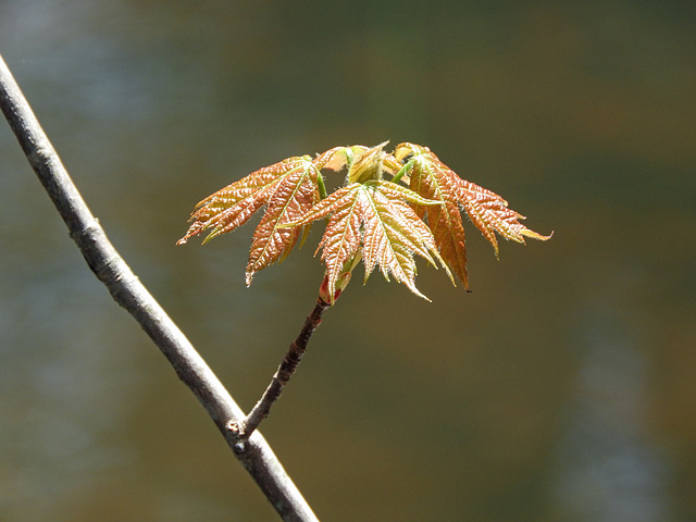 New growth, Pt Pelee