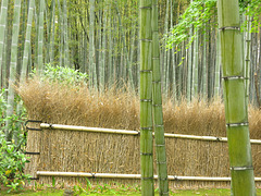 La forêt de bambous d'Arashiyama (Arashiyama no chikurin) (Kyoto, Kansai, Japon)