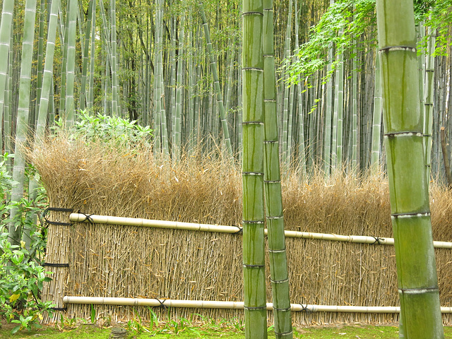 La forêt de bambous d'Arashiyama (Arashiyama no chikurin) (Kyoto, Kansai, Japon)