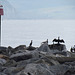 Cormorants on The Cobb, Lyme Regis