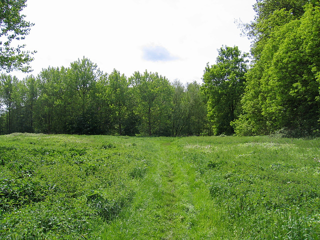 Shrawley Wood