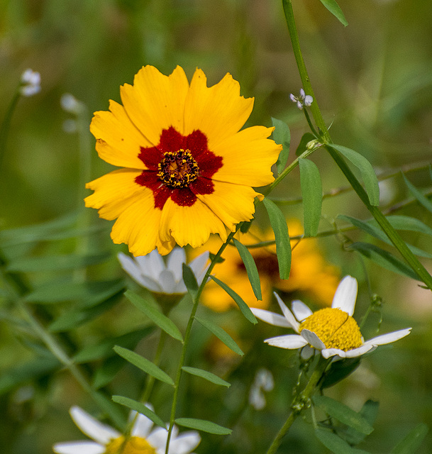 Wildflower at Dibbinsdale nature reserve