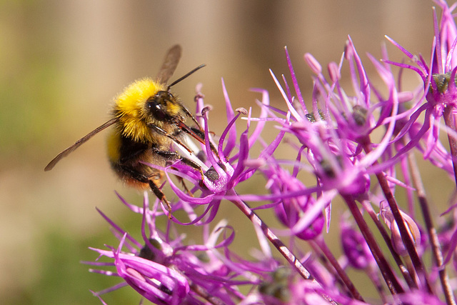 A bee visiting some Allium 'Violet Beauty'