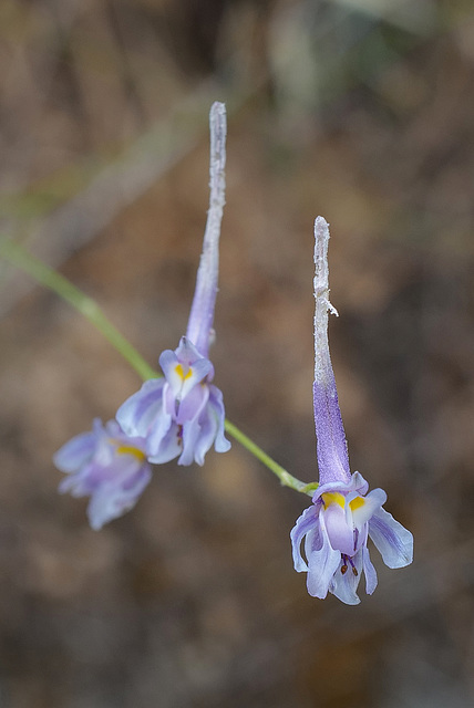 Consolida regalis, Ranunculaceae