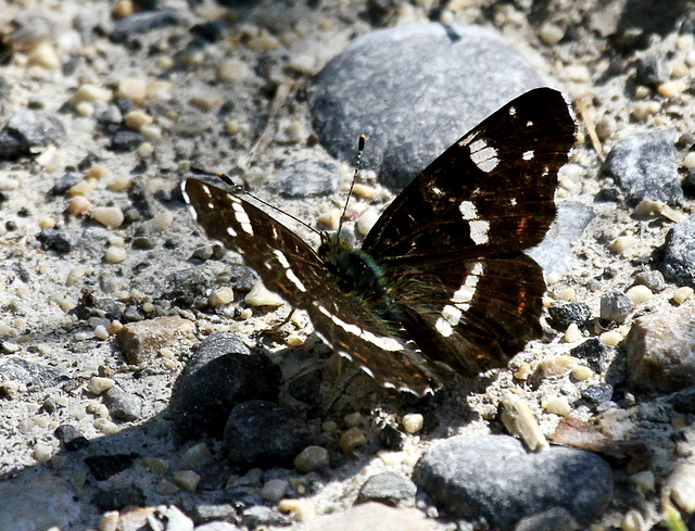 Kleiner Eisvogel (Flügelspannweite 45 bis 52 mm )