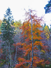 The Dunearn Burn walk - Earl of Moray's estate