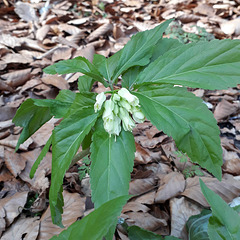 Quirlblättrige Zahnwurz (Cardamine enneaphyllos), auch als Neunblatt-Zahnwurzoder Weißer Sanikel