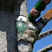 Watts Towers (0188)