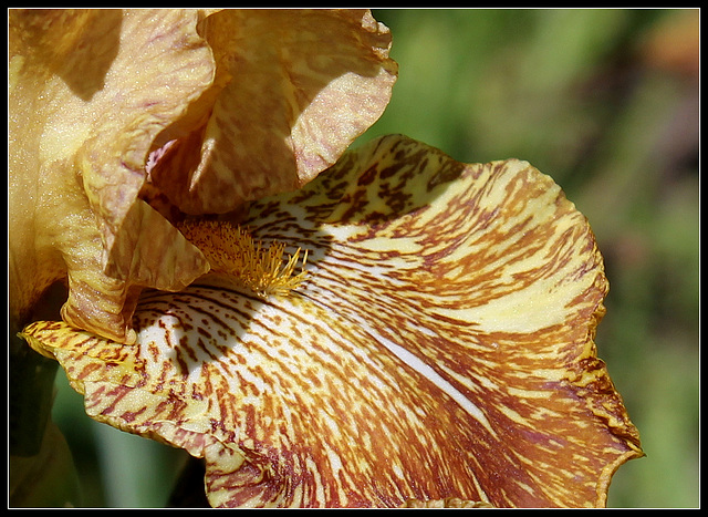 Tiger Honey (3)