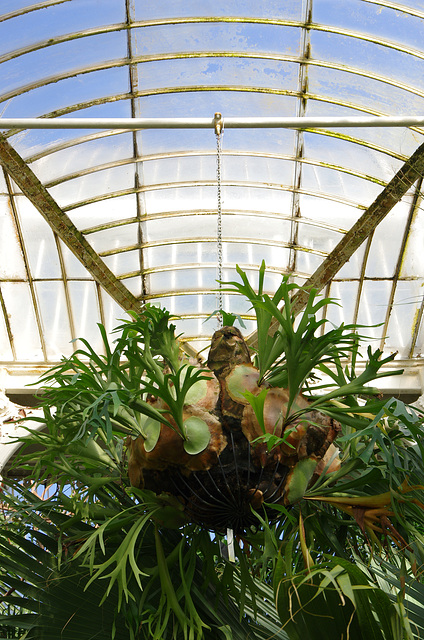 Stag's Horn Fern