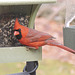 Northern Cardinal