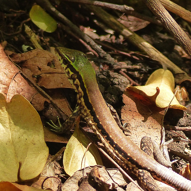 Ameiva atrigularis lizard, Little Tobago, Day 3