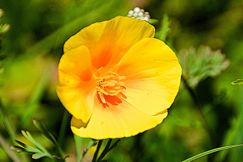 Scharfer Hahnenfuß (Ranunculus acris)