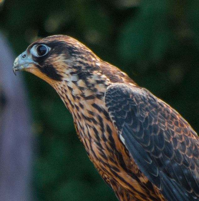 Peregrine Falcon 2