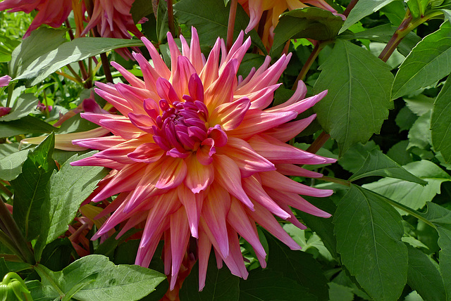 Germany - Mainau