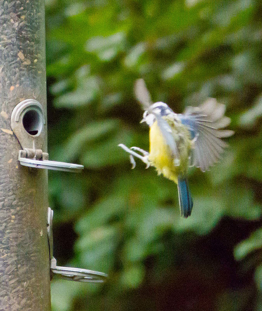 Incoming blue tit