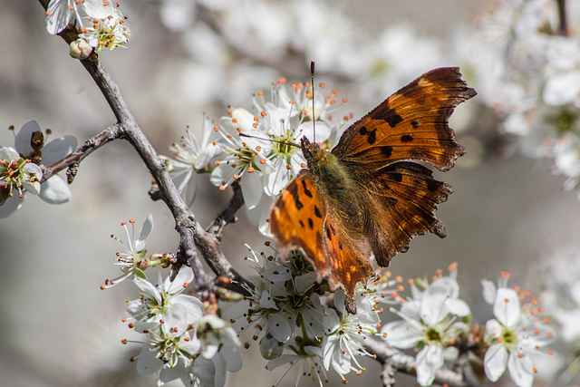 Robert le diable dans les fleurs