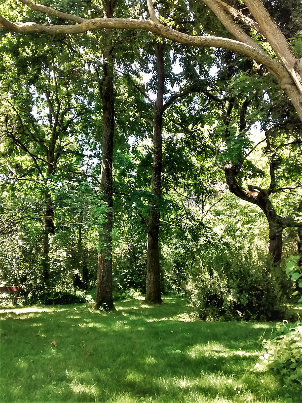 Dappled glade