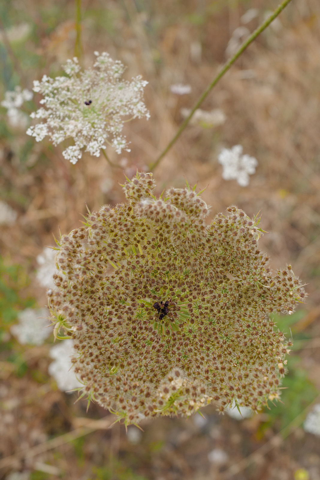 Daucus carota