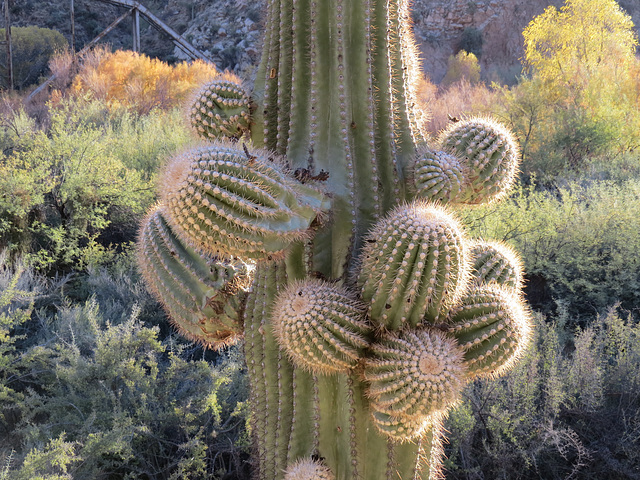 Busy Cactus