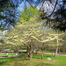 Dogwood splendor.