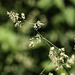 20100614 5193Mw [D~MI] Gras, Großes Torfmoor, Hille