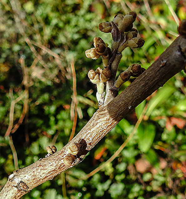 20221027 1874CPw [D~LIP] Knospen, Zaubernuss (Hamamelis intermedia 'Orange Beauty'), Bad Salzuflen