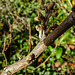 20221027 1874CPw [D~LIP] Knospen, Zaubernuss (Hamamelis intermedia 'Orange Beauty'), Bad Salzuflen
