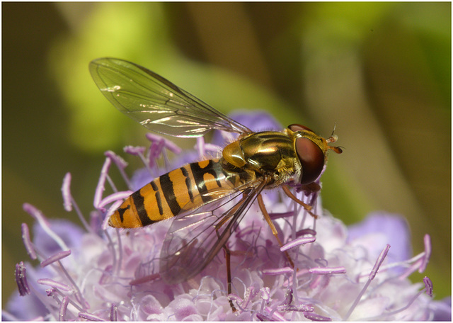 EF7A4220 Hoverfly