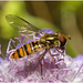 EF7A4220 Hoverfly