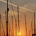 Masts at sunset