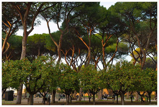 Giardino degli aranci