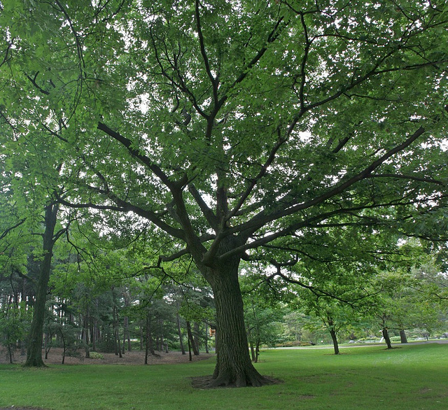 red oak/chêne rouge