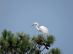 Great Egret in Breeding Plumage